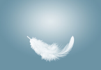 Abstract Single White Bird Feather Floating in The Air.  Swan Feather