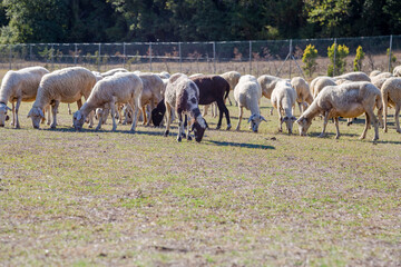 Fototapeta premium herd of sheep feeding or grazing on meadow in a farm