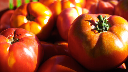 Cagot rempli de belles tomates rouges, de la variété cœur de bœuf
