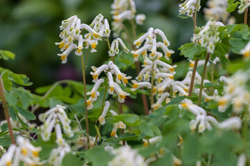 Corydalis plant flower with white blooms and yellow center, green leaves, bush in garden