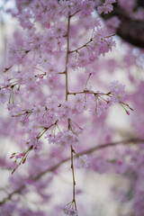 日本の春　しだれ桜