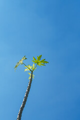 leaves on blue sky background