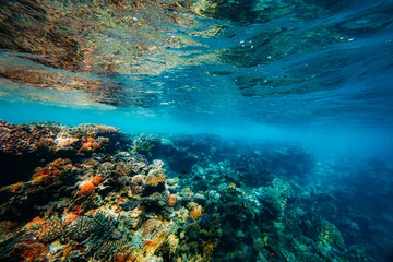 Gardinen Korallenriff Panorama Underwater coral reef on the red sea  © vovan