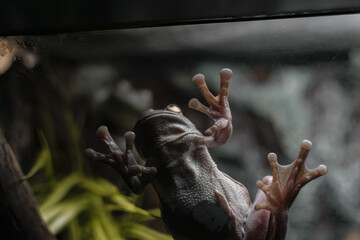 Frog climbed a glass wall in zoo