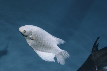 Obraz premium Amazing close up of fish in the oceanarium