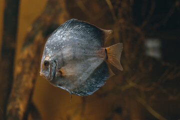 Amazing close up of fish in the oceanarium