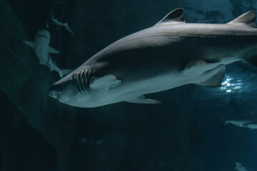 Fototapeta premium Amazing close up of fish in the oceanarium