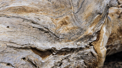 Abstraction in dry wood