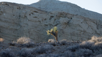 Landscape with Joshua Tree in the sunshine