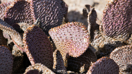 Spineless Prickly Pear Cactus