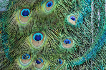 Peacock Feathers in a close up