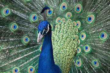 Peacock in all his glory