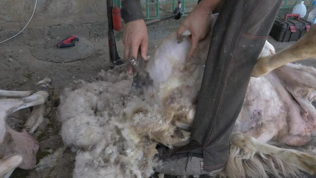 Farmer is cutting sheep's head with an electric machine. Shearing sheep's wool in close-up.