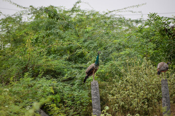 Indian female peacocks