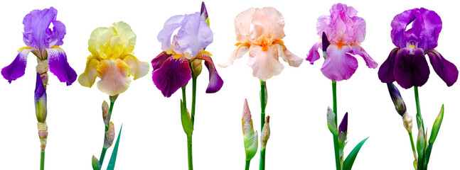 collection iris flower isolated on white background