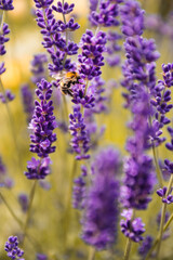 Honey Bee on lavender