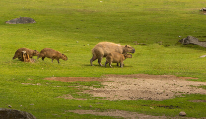 Family of capybaras on a green meadow