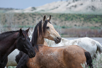 Fototapeta na wymiar Herd of western ranch horses being rounded up and driven to summer pastures 
