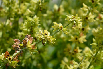 White-flowered common sage