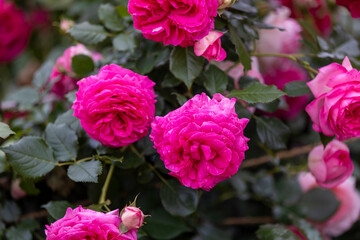 ロゼ ピエール ドゥ ロンサール