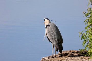 heron