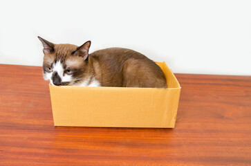 cute cat lying comfortably in a brown paper box white background Soft focus