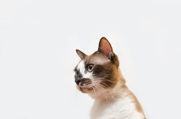 cute cat lying comfortably in a brown paper box white background Soft focus