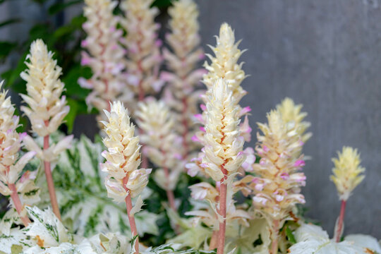 Selective focus of Acanthus (Tasmanian Angel) flower in the garden, Bold leaves with white margins and mottling, Ornamental flower stalks of pink and cream in summer, Nature floral background.