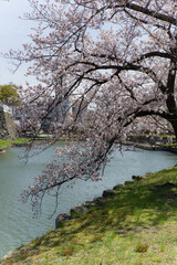 岸和田城の桜