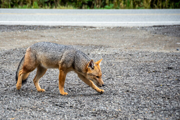 red fox - Lycalopex culpaeus - in argentine Patagonia 
