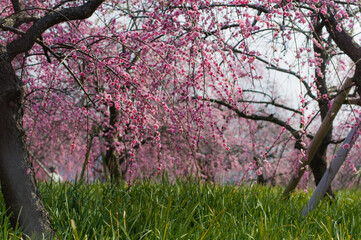 和泉リサイクル環境公園（大阪府和泉市）のしだれ梅
