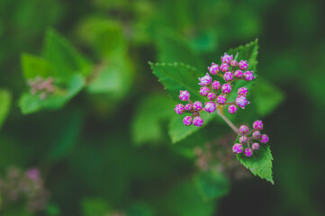 Fototapeta premium Celle, 14.08.2022 