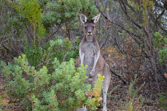 Wild kangaroo photographed in a nature reserve in Perth, Australia
