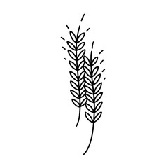 Spikelets line icon. Spike and grains of wheat, vector sign. Outline drawn for bakery products, flour. Rye stylized. Agriculture, harvest symbol.