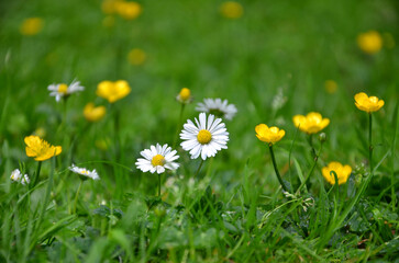 Obraz premium Several wild daisies closeup on blurred greenery grass with yellow buttercups background. Outdoors photo. Free copy space..Greeting concept.