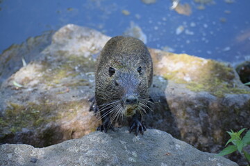 Nutria klettert über Steine