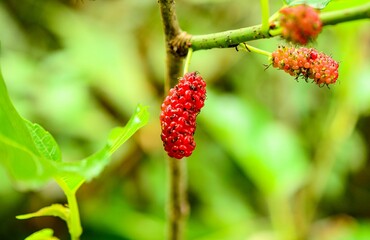 raspberry on a bush