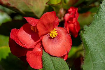 bégonia