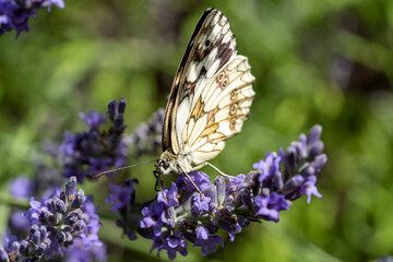 Melanargia galathea