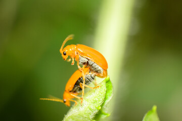 bug on leaf