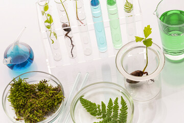 Test tubes with plants in a holder, vitamins on a light background, laboratory