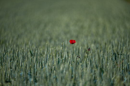 Mohn in einem Getreidefeld bei Brochenzell