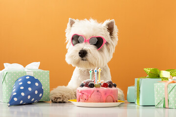 White dog west highland white terrier, celebrating a birthday with a cake and gifts - obrazy, fototapety, plakaty