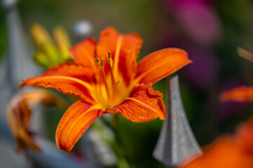 Sommerbl&uuml;te am Waldrand bei Brochenzell