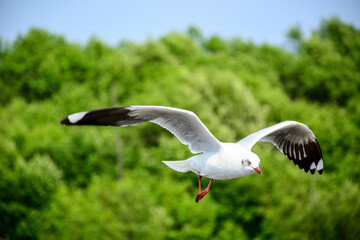 seagull in flight