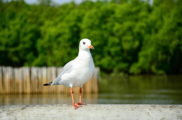 white headed gull