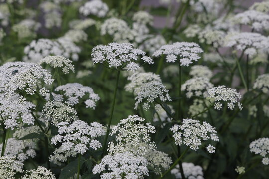Snotweed flower growing in a summer meadow, white umbellate flowers, openwork floral background.