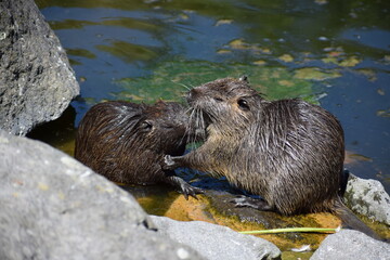 zwei Nutria bei der gemeinsamen Fellpflege