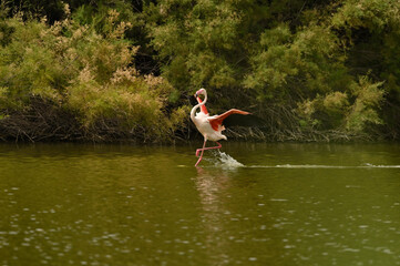 flamencos en lago