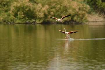 flamencos en lago